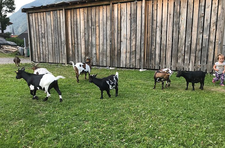 Appartement Pony-Ziegen-Hasen-Ranch in Bichlbach