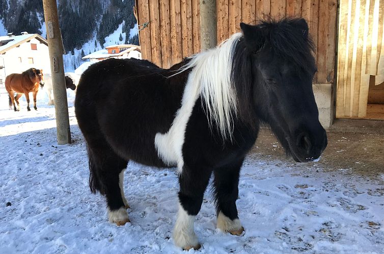 Appartement Pony-Ziegen-Hasen-Ranch in Bichlbach