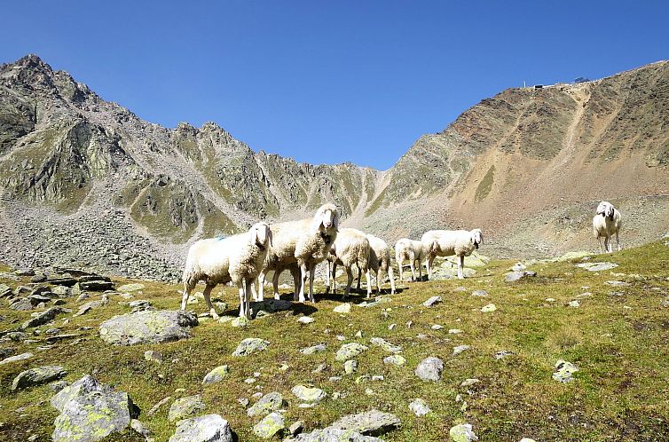 Appartement Wildmoos