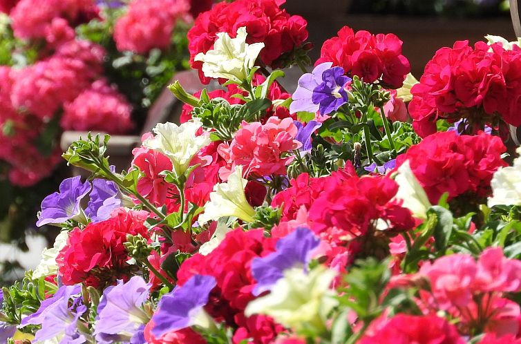 Appartement Appartement in Wildschönau-Niederau