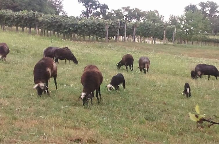 Vakantiehuisje in Eberau