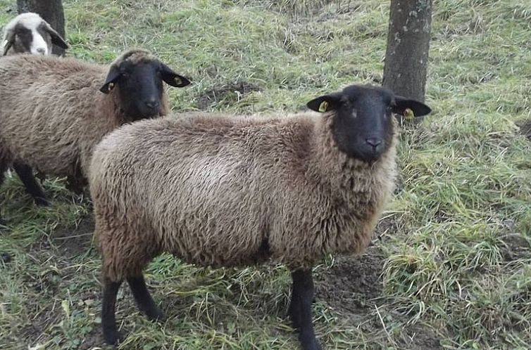 Vakantiehuisje in Eberau