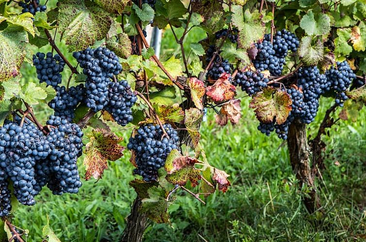 Vakantiehuisje in Eberau