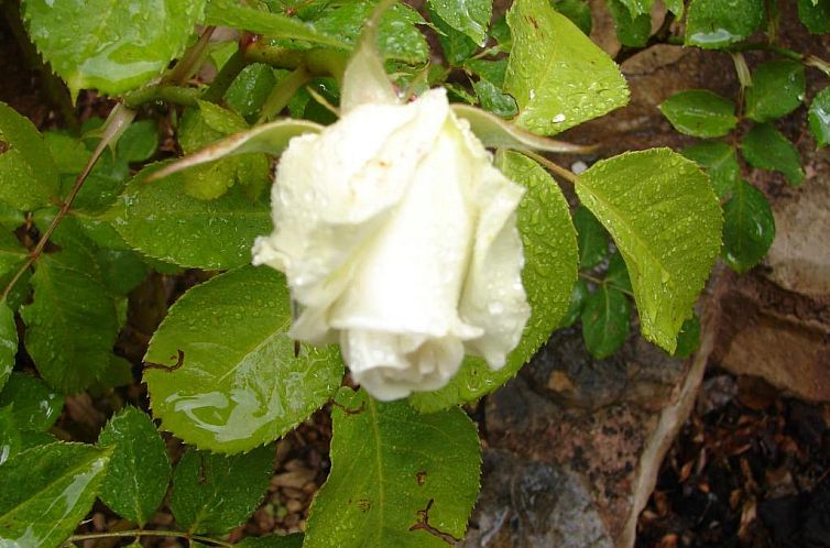 La Hacienda de mi Señor