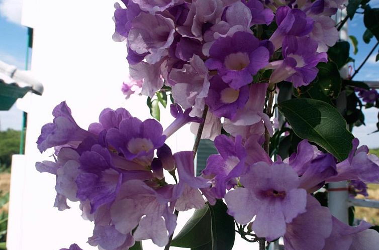 Makmai Villa - Rayong