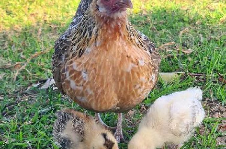 White Water Farm