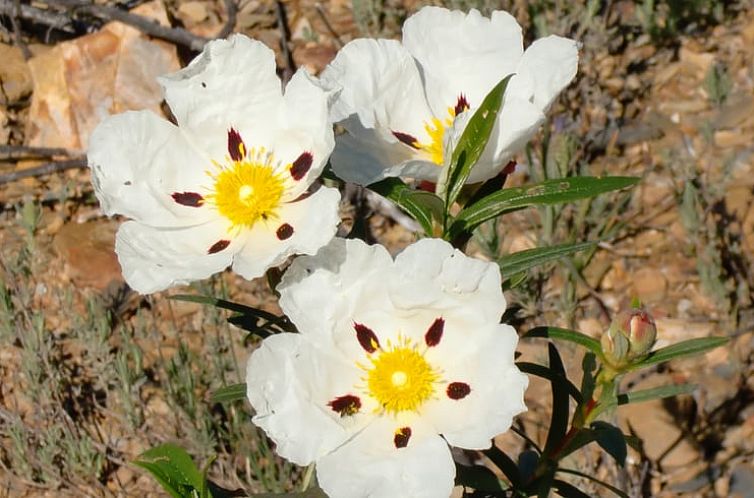 Vakantiehuis in São Bartolomeu de Messines
