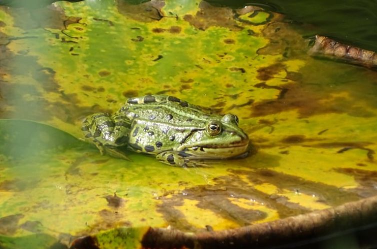 Vakantiehuis in Burgum