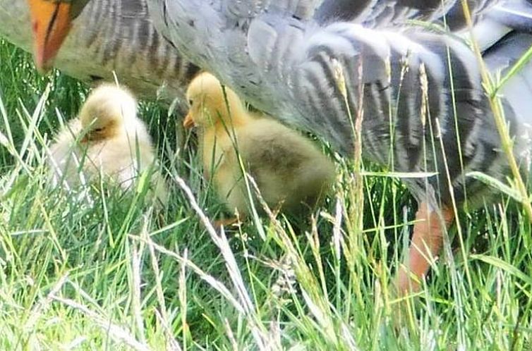 Vakantiehuis in Burgum