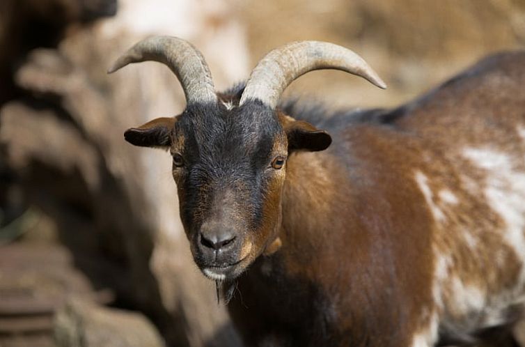 Vakantiehuisje in Figueiró dos Vinhos