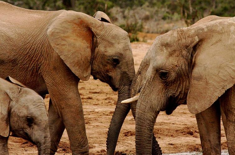 Woodall Country House and Spa