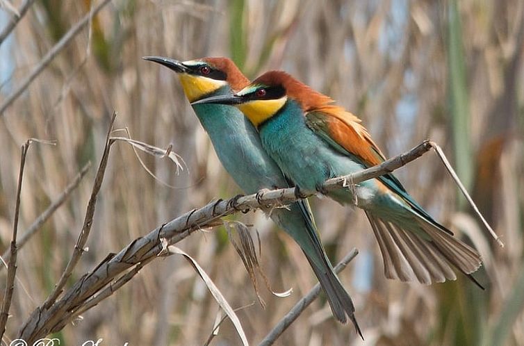 Vakantiehuis in Santiago do Cacém