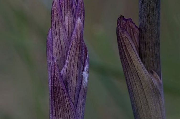 Vakantiehuis in Santiago do Cacém