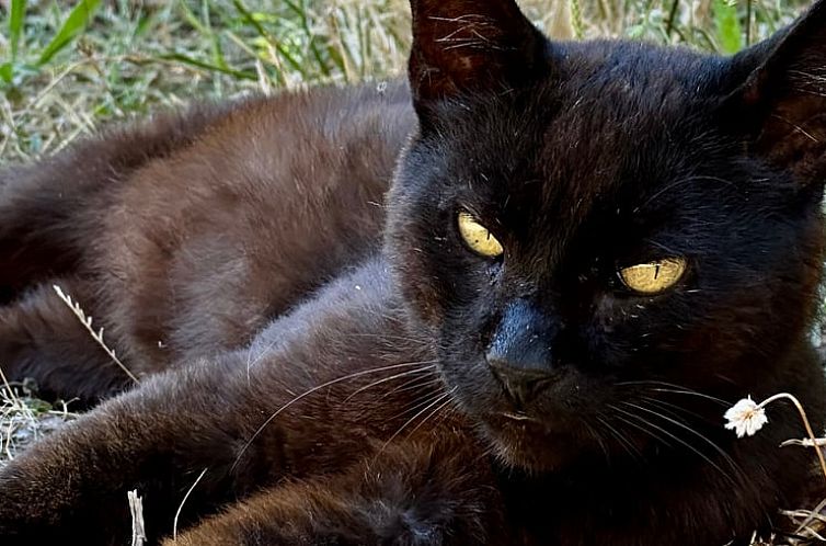 Vakantiehuis in Troviscais