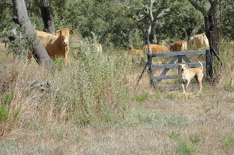 Vakantiehuis in Abela
