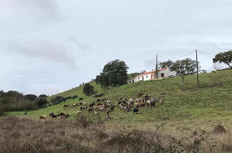 Vakantiehuisje in Amoreiras Gare