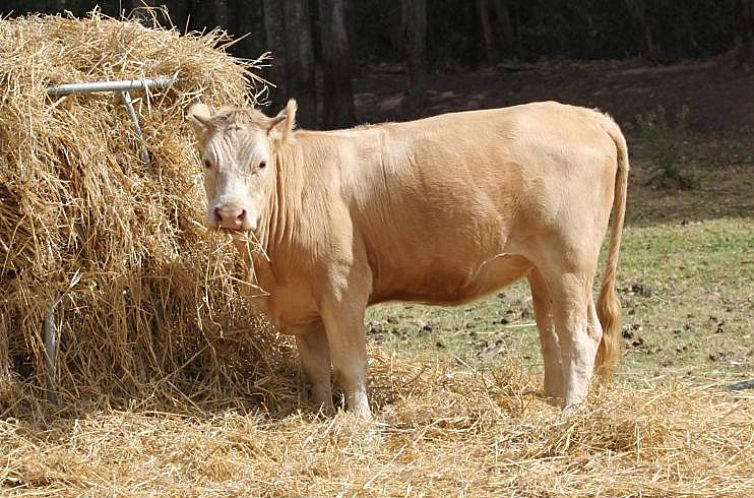 Doornbosch Game Lodge and Guest Houses