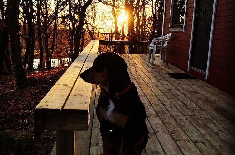 Farm Stay Happy Dogs Ranch