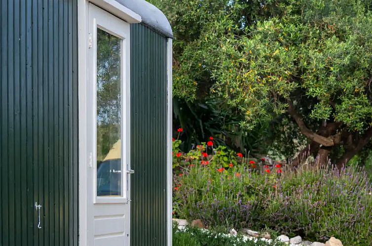 Tinyhouse Iguana