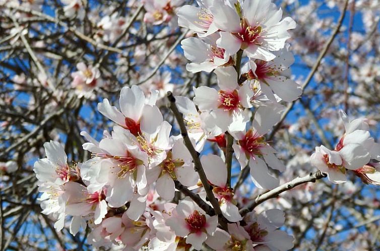 Vakantiehuisje in Alora