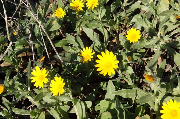 Vakantiehuisje in Alora