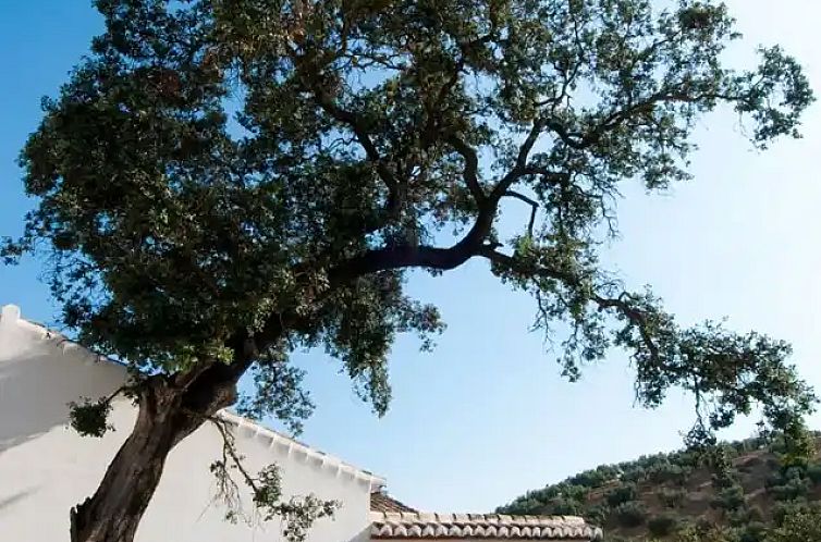La Palomera, Molino La Ratonera