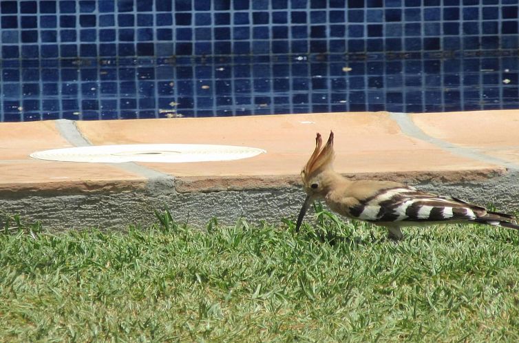 Vakantiehuis Schöne Villa für 6 Personen mit Schwimmbad