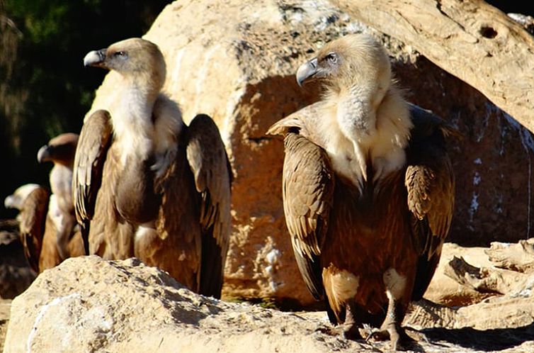 Vakantiehuisje in Fuentespalda