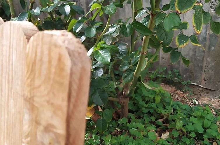 Vakantiehuis Edara Home - Haus mit privatem Garten