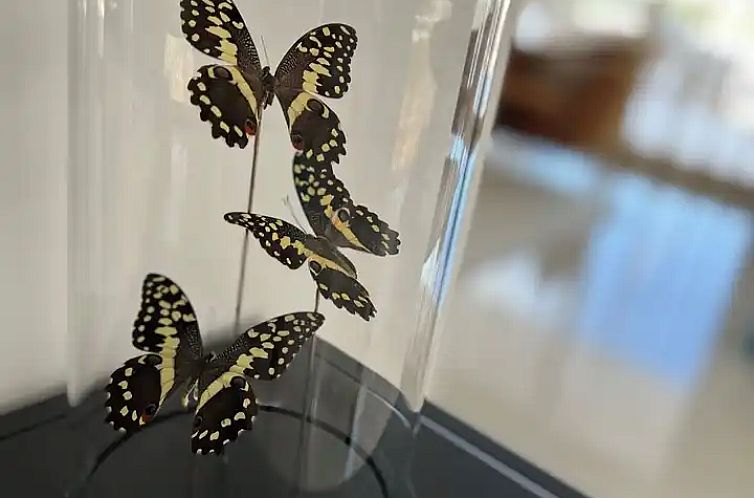 Casa La Mariposa