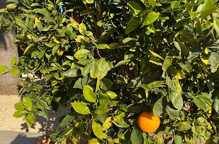 Vakantiehuis Traumvilla Revoltes