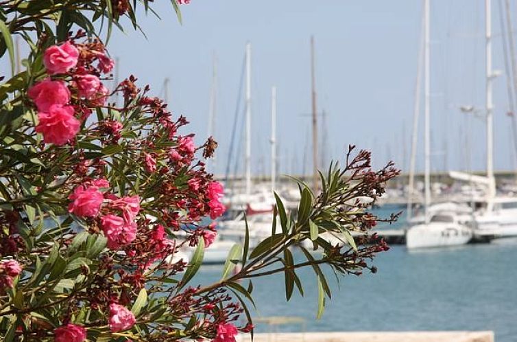 Appartement in Torrevieja
