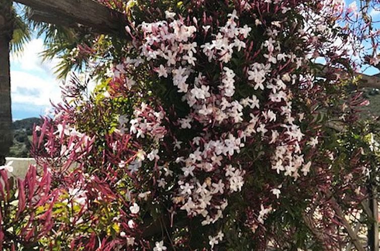 Vakantiehuis Casa Palmeras in Sayalonga mit Gepflegtem Garte