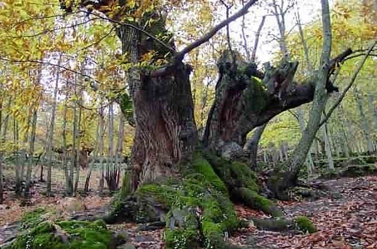Vakantiehuisje in Casas Del Monte