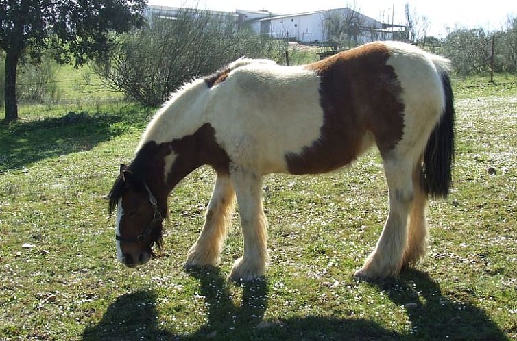 Vakantiehuisje in Alcuéscar