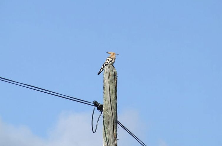 Vakantiehuisje in Alcuéscar