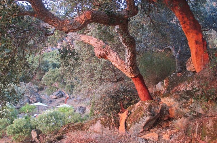 Vakantiehuis Das Cortijo auf der Finca al-manzil
