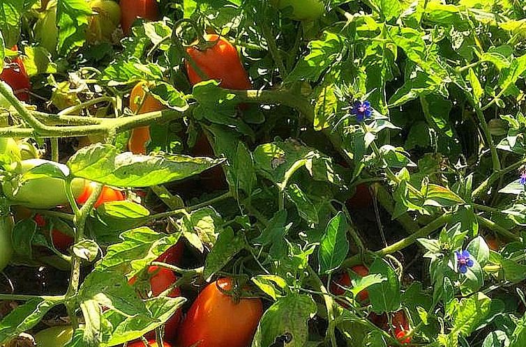 Vakantiehuis Finca 'Sa Tanca' mit privatem Pool