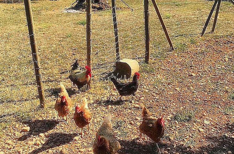 Vakantiehuis Finca 'Sa Tanca' mit privatem Pool