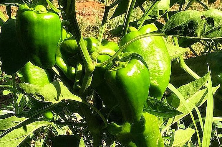 Vakantiehuis Finca 'Sa Tanca' mit privatem Pool