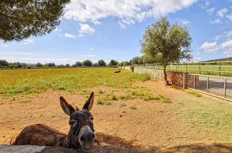 Vakantiehuis Luxuriöse Finca im modernen Stil mit Pool und 