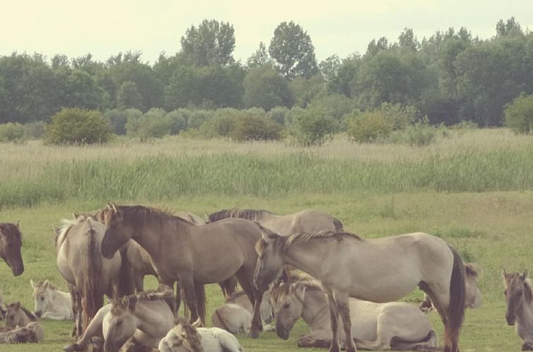 Vakantiehuis 185 Leonie