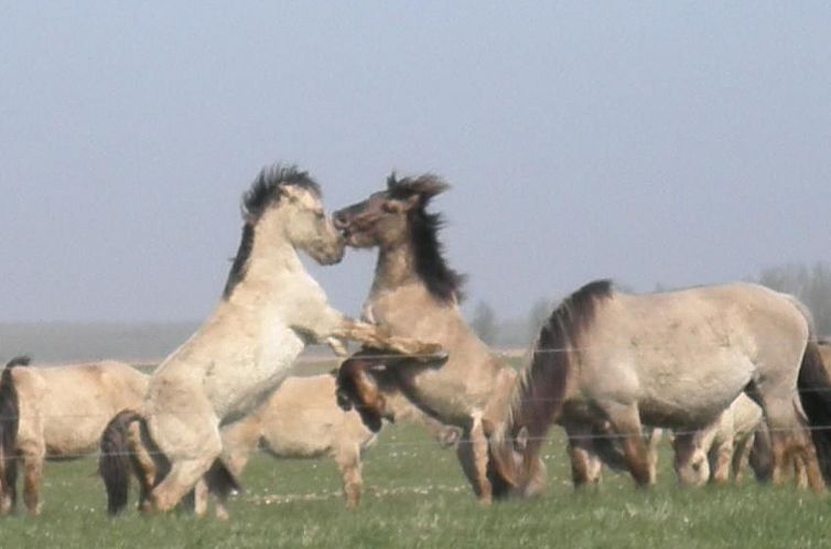 Vakantiehuis 319 Jasmin