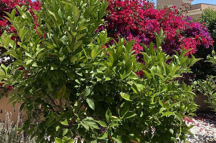 Vakantiehuis in Sa Ràpita mit Großer Terrasse