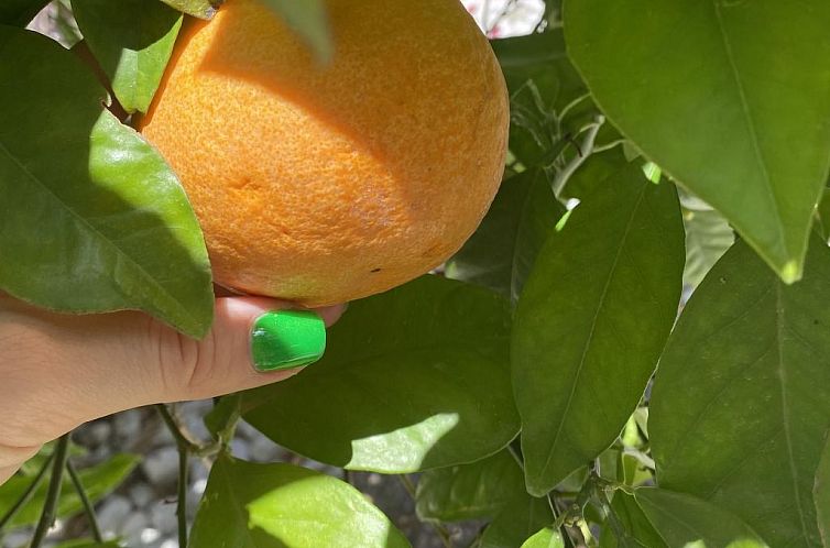 Vakantiehuis in Sa Ràpita mit Großer Terrasse