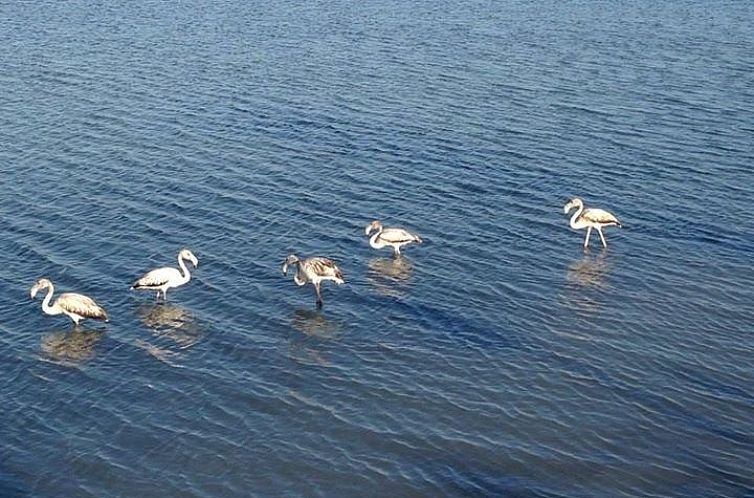 Appartement in San Pedro del Pinatar