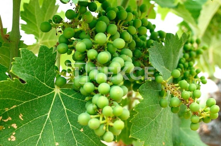 Vrijstaande woning in Yecla