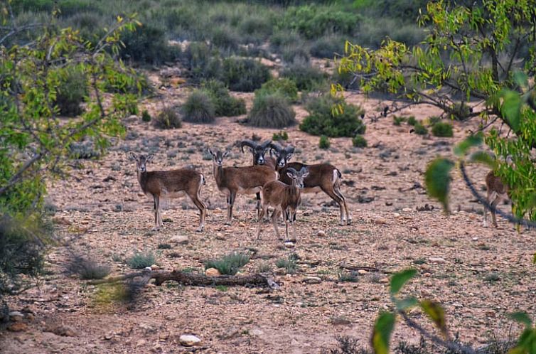 Vakantiehuis in Yecla