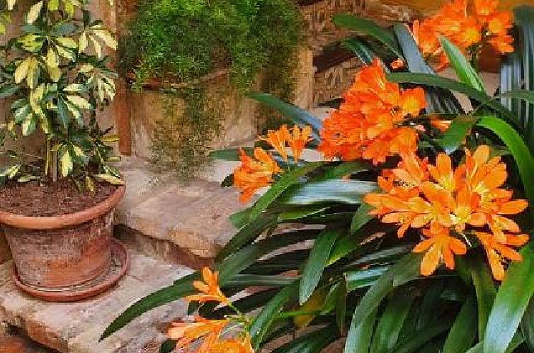 Casa Turística Patio Cordobes
