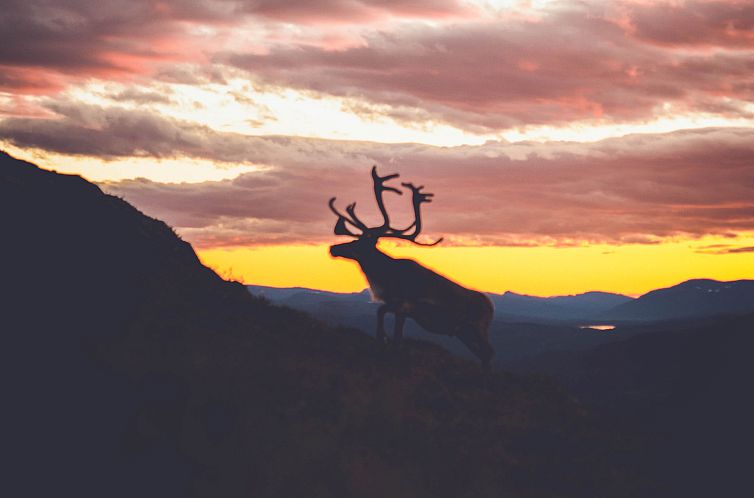 Appartement Renstråket 1001